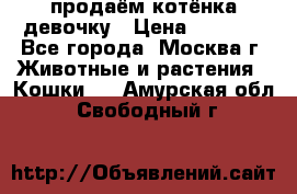 продаём котёнка девочку › Цена ­ 6 500 - Все города, Москва г. Животные и растения » Кошки   . Амурская обл.,Свободный г.